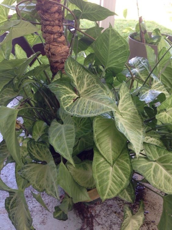 大型绿植好养活_养大型绿植好还是小型_好养的大型绿植