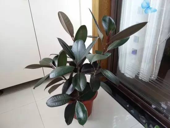 养大型绿植好还是小型_大型绿植好养活_好养的大型绿植