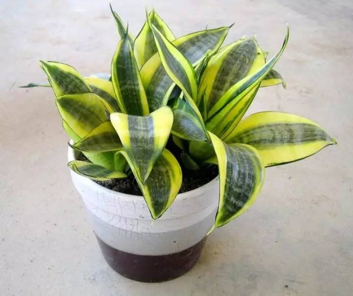 养大型绿植好还是小型_大型绿植好养活_好养的大型绿植