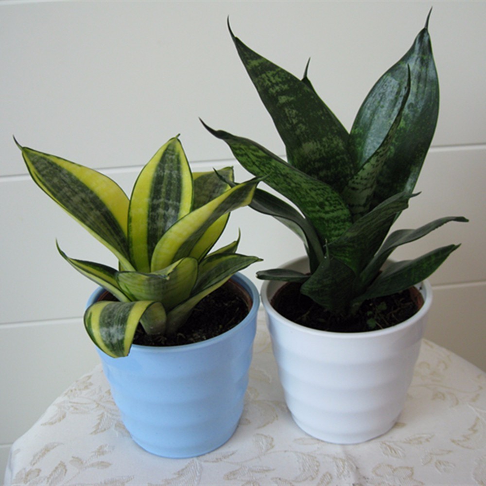 大型绿植好养活_养大型绿植好还是小型_好养的大型绿植