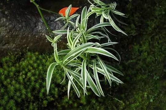 好养的大型绿植_养大型绿植好还是小型_大型绿植好养活