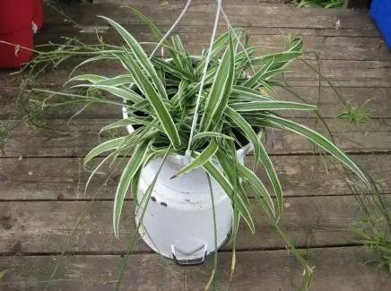 好养的大型绿植_养大型绿植好还是小型_大型绿植好养活