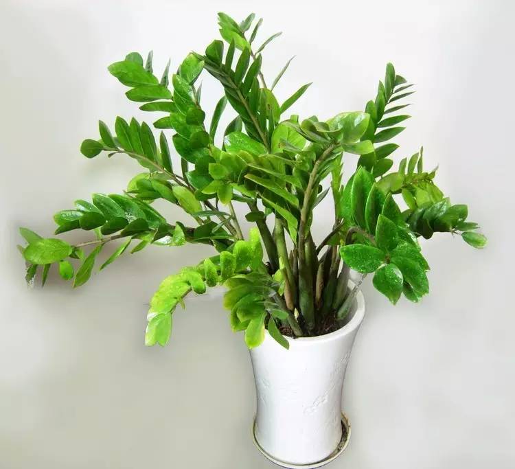 养大型绿植好还是小型_大型绿植好养活_好养的大型绿植