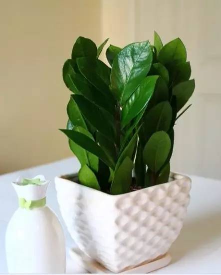 大型绿植好养活_好养的大型绿植_养大型绿植好还是小型