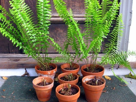 养大型绿植好还是小型_好养的大型绿植_大型绿植好养活