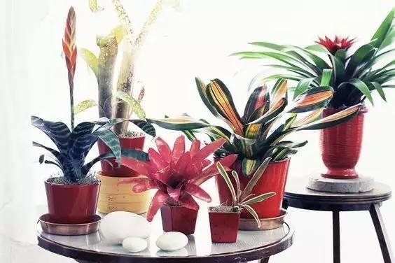 大型绿植好养活_好养的大型绿植_养大型绿植好还是小型