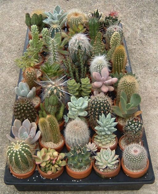 好养的大型绿植_大型绿植好养活_养大型绿植好还是小型