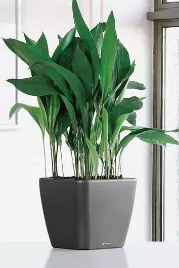 养大型绿植好还是小型_好养的大型绿植_大型绿植好养活