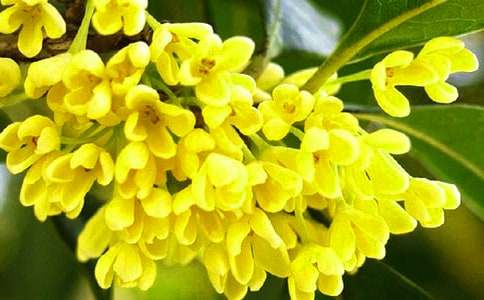 桂花盆栽室内养树好不好_室内桂花树盆栽怎么养_桂花盆栽室内养树好吗