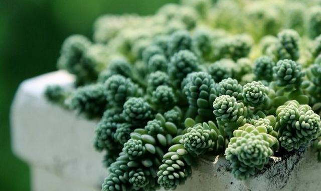 植物多肉的图片_多肉植物100_植物多肉100字作文