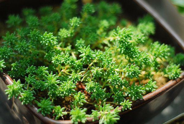 多肉植物100_植物多肉的图片_植物多肉100字作文