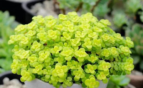 植物多肉的图片_植物多肉100字作文_多肉植物100