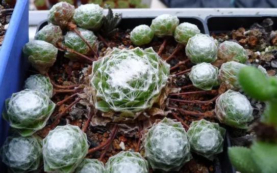 多肉植物100_植物多肉100字作文_植物多肉的图片