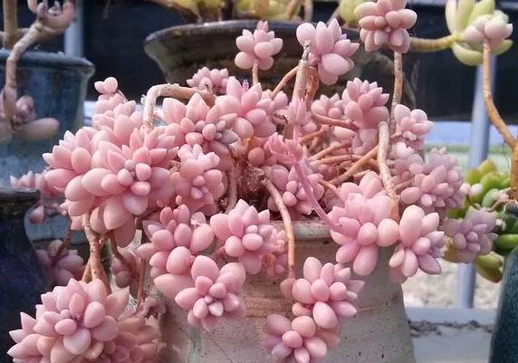 多肉植物100_植物多肉的图片_植物多肉100字作文