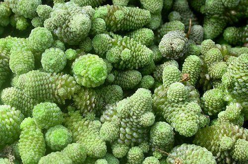 多肉植物100_植物多肉的图片_植物多肉100字作文