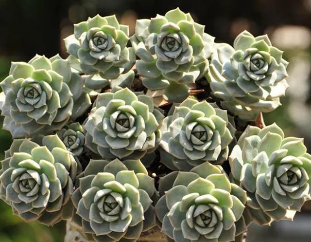 植物多肉100字作文_植物多肉的图片_多肉植物100