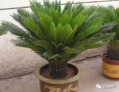 开花巴西木图片_巴西木开花什么样_开花的巴西木多少钱