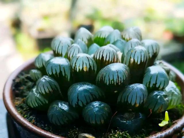 植物多肉是什么样子的_多肉这种植物长什么样子_多肉植物样子介绍