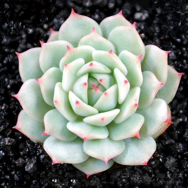 植物多肉是什么样子的_多肉植物样子介绍_多肉这种植物长什么样子