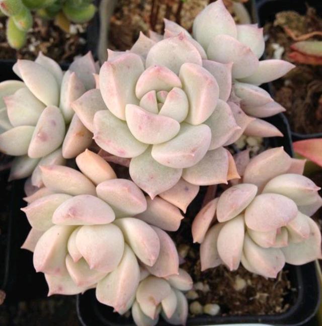 多肉植物样子介绍_多肉这种植物长什么样子_植物多肉是什么样子的
