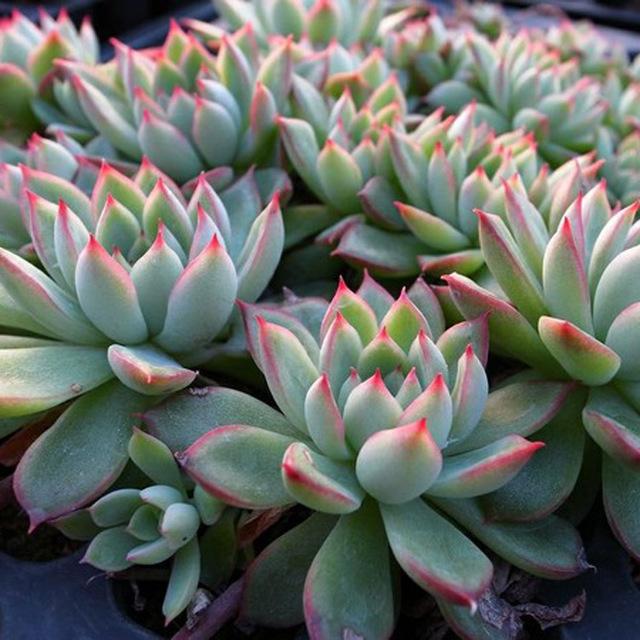 多肉这种植物长什么样子_植物多肉是什么样子的_多肉植物样子介绍