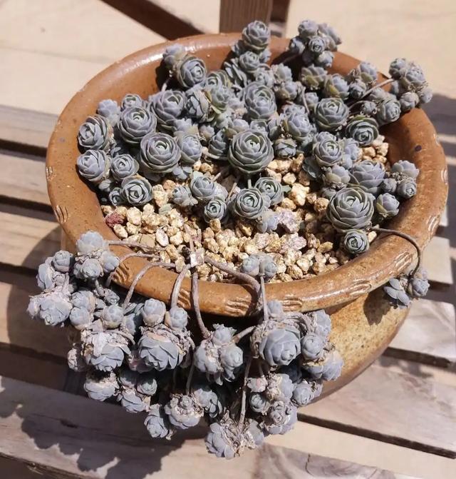 多肉植物样子介绍_多肉这种植物长什么样子_植物多肉是什么样子的
