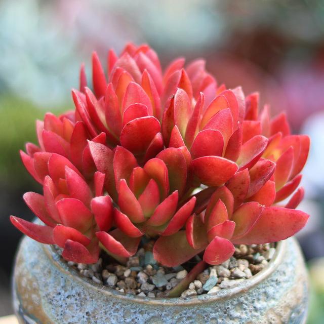 多肉这种植物长什么样子_植物多肉是什么样子的_多肉植物样子介绍
