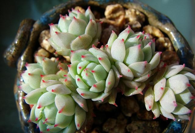 多肉这种植物长什么样子_多肉植物样子介绍_植物多肉是什么样子的
