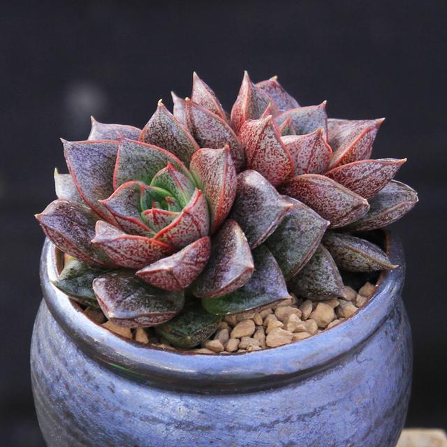 植物多肉是什么样子的_多肉植物样子介绍_多肉这种植物长什么样子