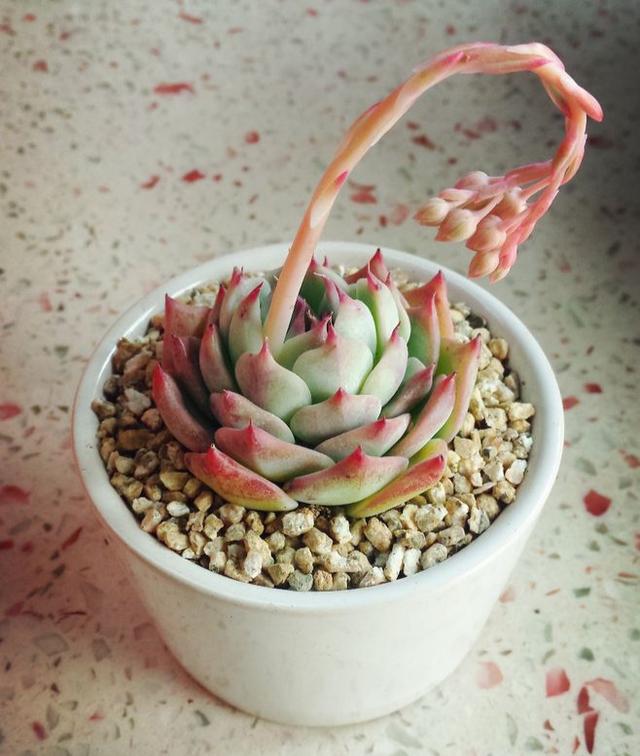 多肉植物样子介绍_多肉这种植物长什么样子_植物多肉是什么样子的