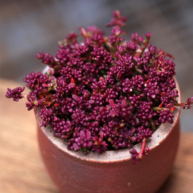 多肉植物样子介绍_多肉这种植物长什么样子_植物多肉是什么样子的