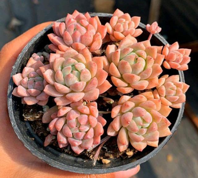 植物多肉是什么样子的_多肉这种植物长什么样子_多肉植物样子介绍