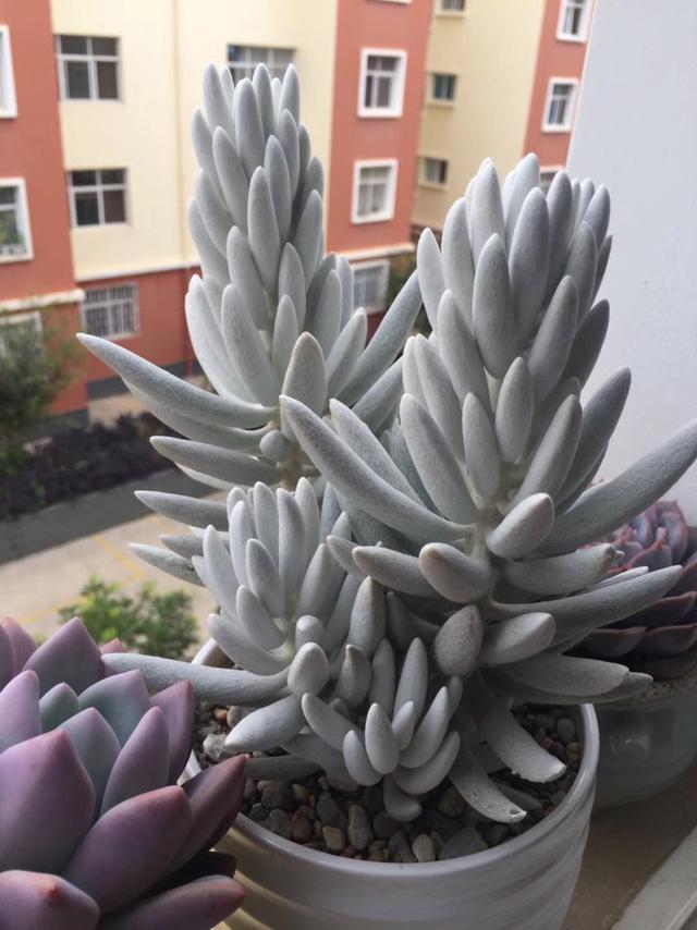 多肉植物样子介绍_多肉这种植物长什么样子_植物多肉是什么样子的