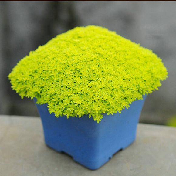 植物多肉是什么样子的_多肉植物样子介绍_多肉这种植物长什么样子