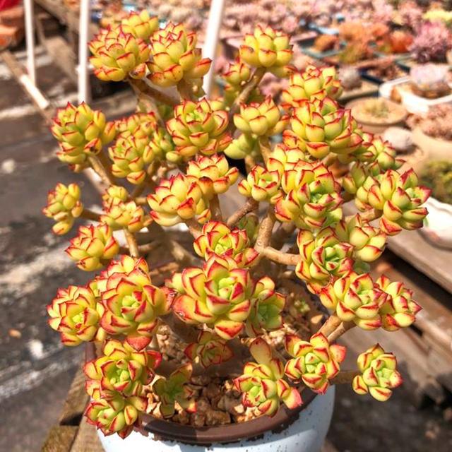 植物多肉是什么样子的_多肉这种植物长什么样子_多肉植物样子介绍