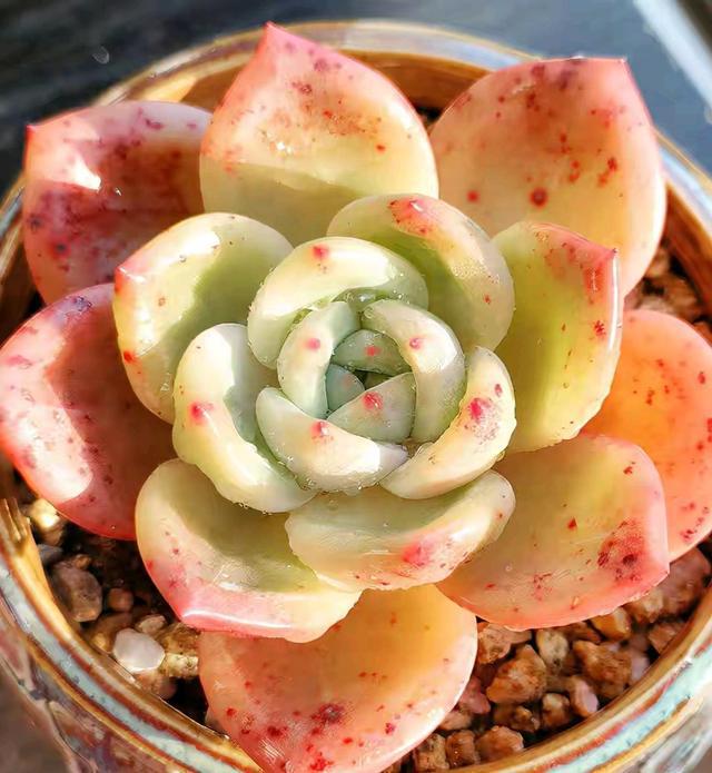 多肉这种植物长什么样子_植物多肉是什么样子的_多肉植物样子介绍