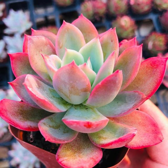 多肉植物样子介绍_多肉这种植物长什么样子_植物多肉是什么样子的