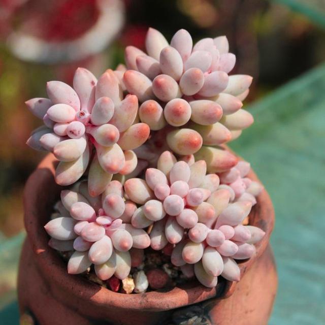 多肉植物样子介绍_多肉这种植物长什么样子_植物多肉是什么样子的