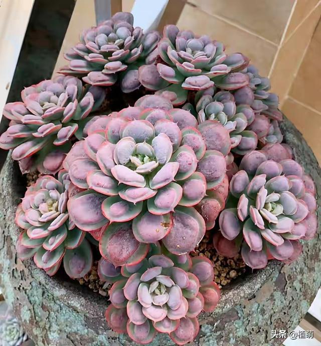 多肉这种植物长什么样子_植物多肉是什么样子的_多肉植物样子介绍