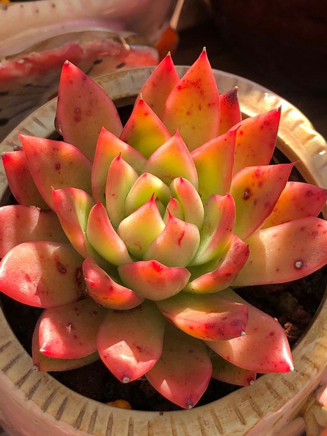 植物多肉是什么样子的_多肉植物样子介绍_多肉这种植物长什么样子