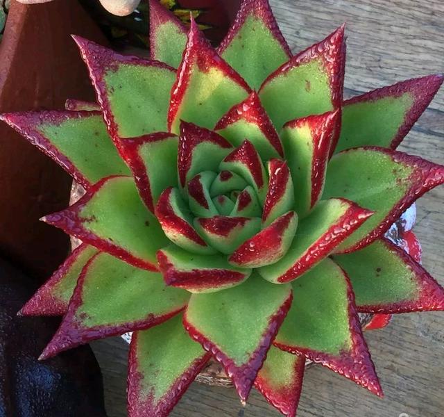 多肉植物样子介绍_多肉这种植物长什么样子_植物多肉是什么样子的