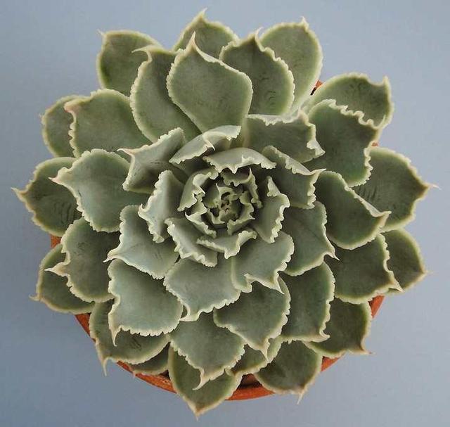 多肉这种植物长什么样子_植物多肉是什么样子的_多肉植物样子介绍