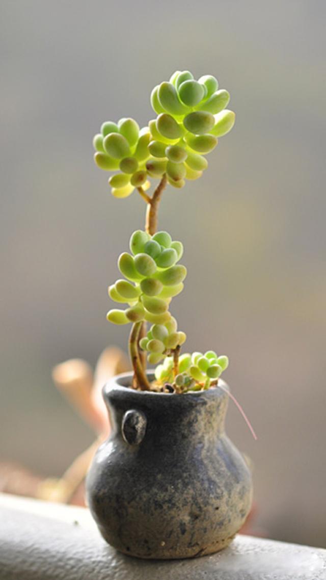 植物多肉是什么样子的_多肉植物样子介绍_多肉这种植物长什么样子