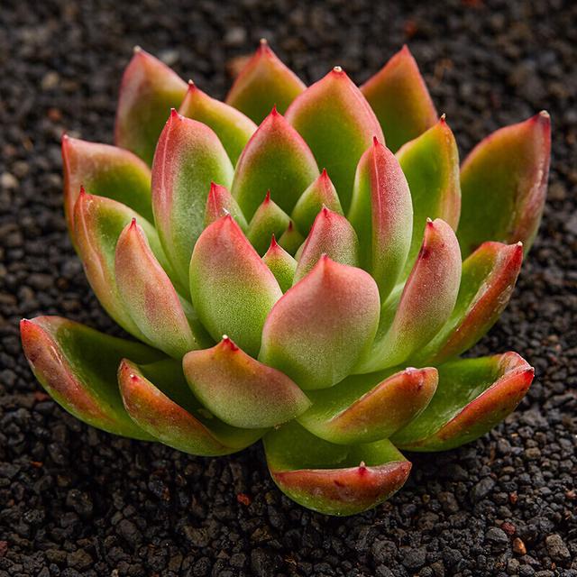 多肉这种植物长什么样子_植物多肉是什么样子的_多肉植物样子介绍