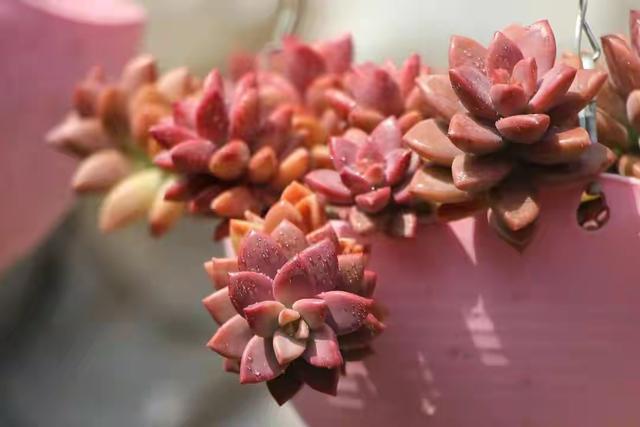 多肉植物样子介绍_多肉这种植物长什么样子_植物多肉是什么样子的