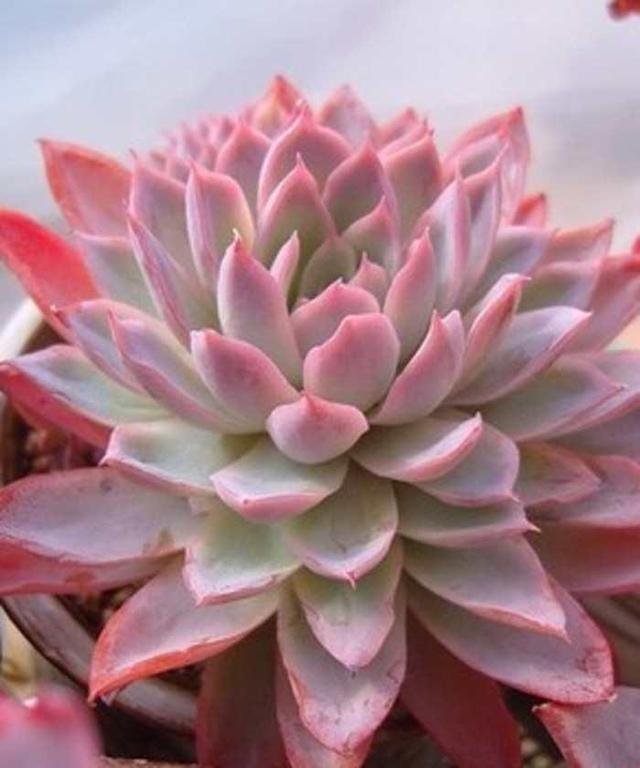 植物多肉是什么样子的_多肉植物样子介绍_多肉这种植物长什么样子