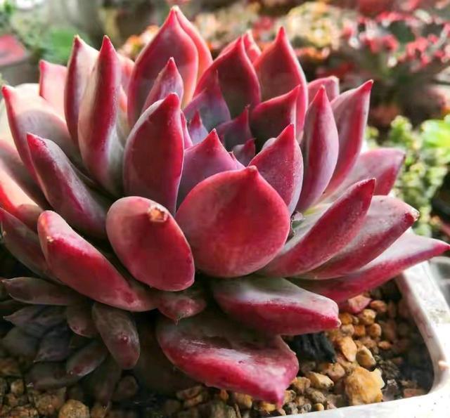 植物多肉是什么样子的_多肉这种植物长什么样子_多肉植物样子介绍