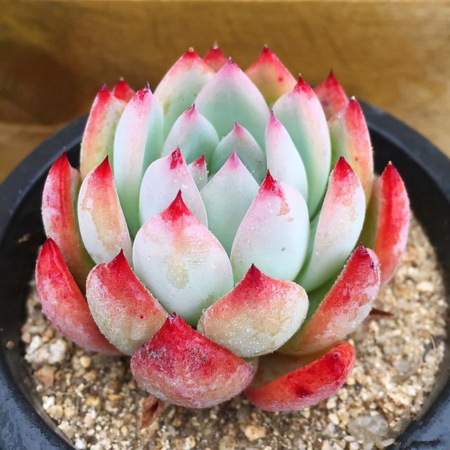 植物多肉是什么样子的_多肉植物样子介绍_多肉这种植物长什么样子