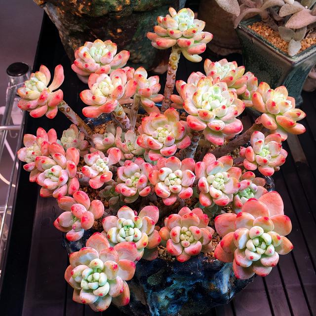 多肉这种植物长什么样子_植物多肉是什么样子的_多肉植物样子介绍