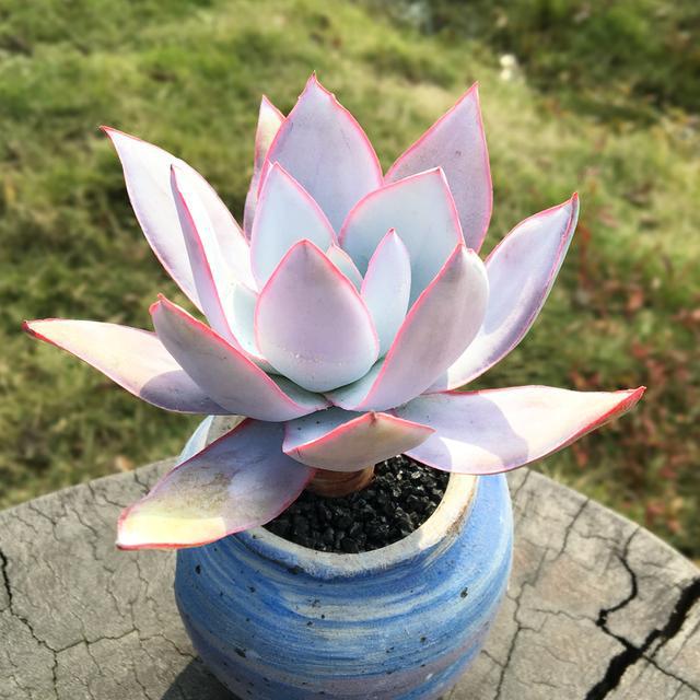 多肉这种植物长什么样子_植物多肉是什么样子的_多肉植物样子介绍